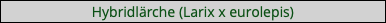Hybridlärche (Larix x eurolepis)