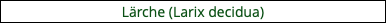 Lärche (Larix decidua)