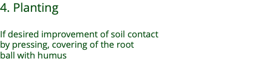 4. Planting  If desired improvement of soil contact  by pressing, covering of the root  ball with humus